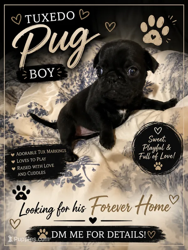 Dash – Pug puppy for sale in Douglasville, GA
