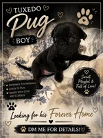 Dash, a male Pug for sale in Douglasville, GA – 1 of 2