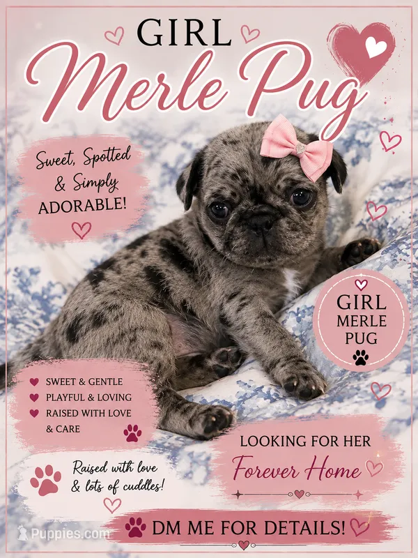 Suger – Pug puppy for sale in Douglasville, GA
