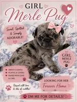 Suger, a female Pug for sale in Douglasville, GA – 1 of 3