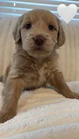 Birdie , a female Goldendoodle for sale in Dahlonega, GA – 1 of 1