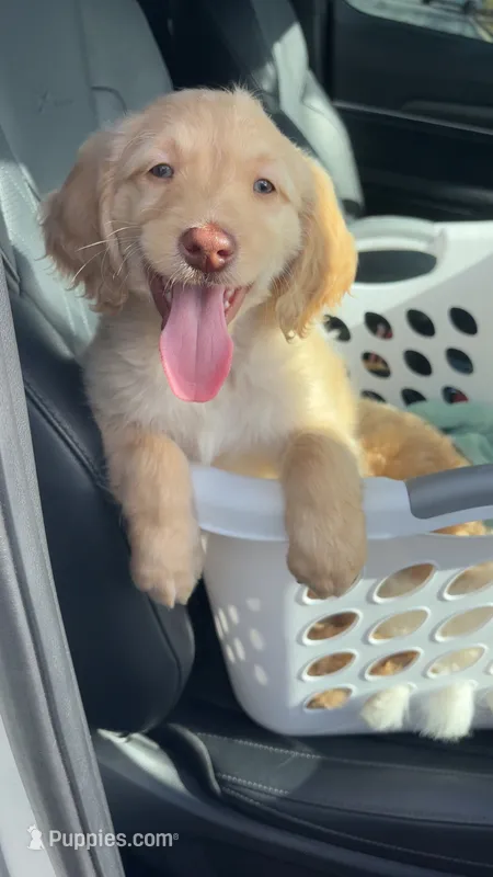 Maverick – Goldendoodle puppy for sale in Dahlonega, GA