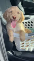 Maverick, a male Goldendoodle for sale in Dahlonega, GA – 1 of 2
