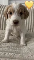 Ellie, a female Goldendoodle for sale in Dahlonega, GA – 1 of 1