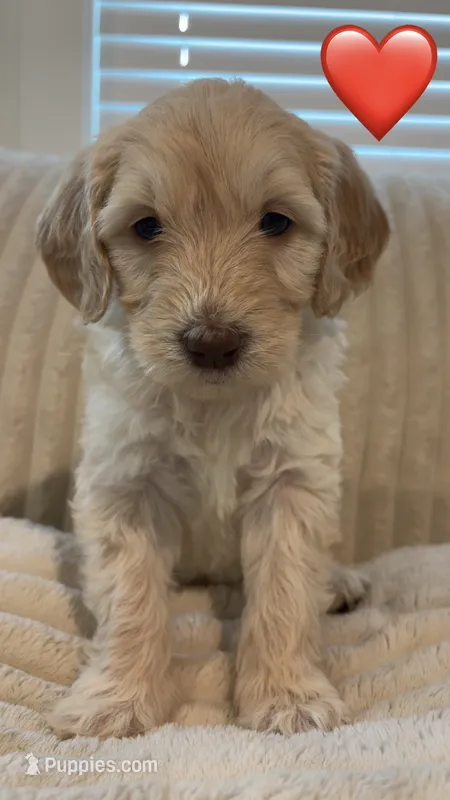 Marley – Goldendoodle puppy for sale in Dahlonega, GA