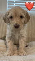 Marley, a female Goldendoodle for sale in Dahlonega, GA – 1 of 1