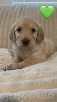 Maverick, a male Goldendoodle for sale in Dahlonega, GA – 2 of 2