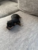 lucy , a female Yorkshire Terrier for sale in Forest Park, GA – 2 of 3