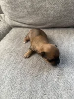 lucy , a female Yorkshire Terrier for sale in Forest Park, GA – 3 of 3