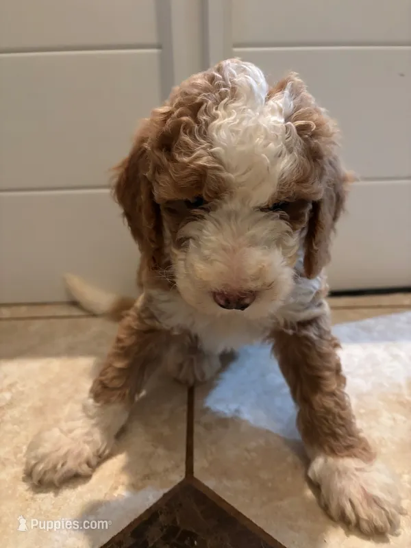 Clover – Miniature Bernedoodle puppy for sale in Travelers Rest, SC