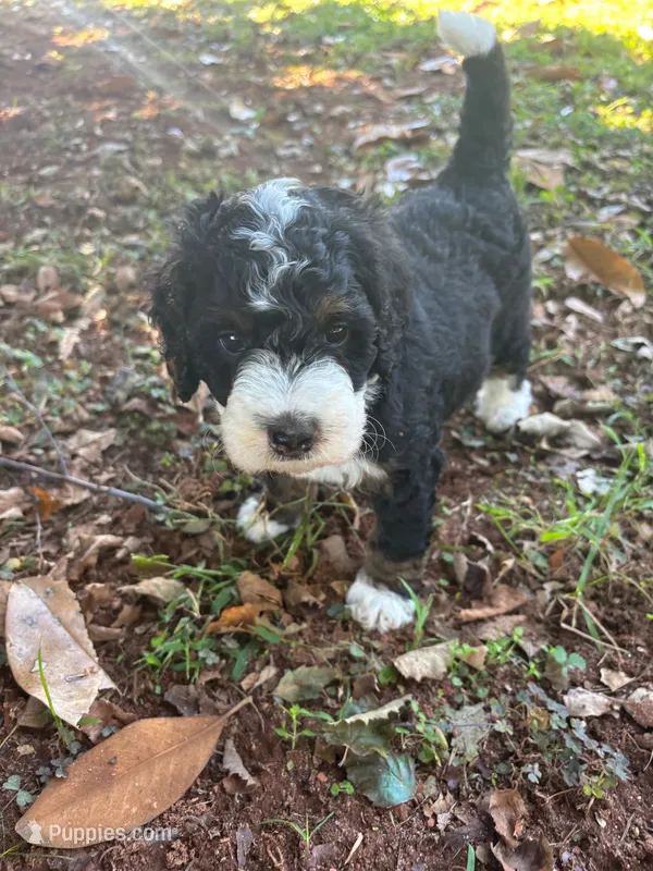Peony – Miniature Bernedoodle puppy for sale in Travelers Rest, SC
