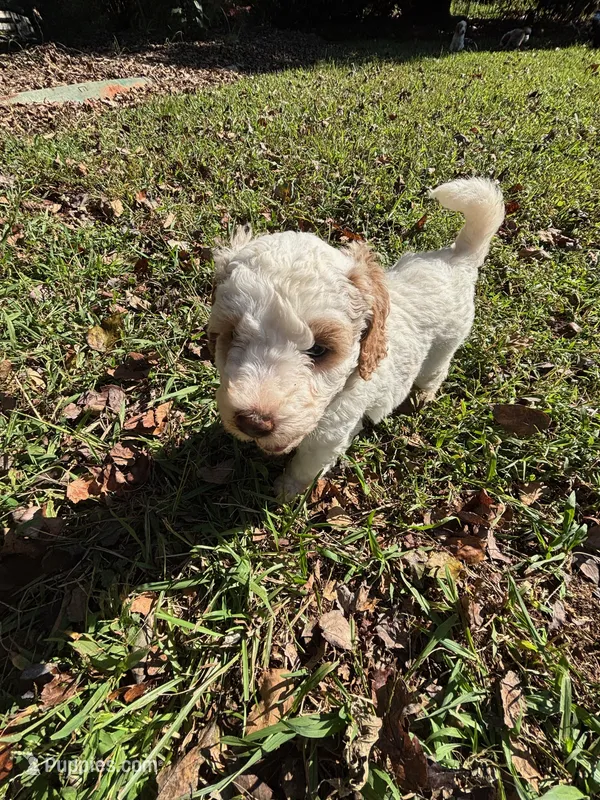 Rosie – Miniature Bernedoodle puppy for sale in Travelers Rest, SC