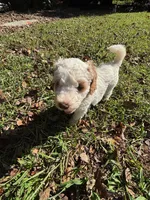 Rosie, a female Miniature Bernedoodle for sale in Travelers Rest, SC – 1 of 3