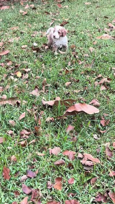 Peony, a female Miniature Bernedoodle for sale in Travelers Rest, SC – 2 of 2
