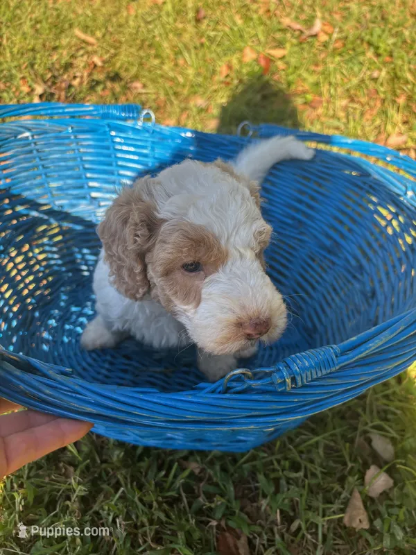 Sage – Miniature Bernedoodle puppy for sale in Travelers Rest, SC