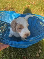 Sage, a male Miniature Bernedoodle for sale in Travelers Rest, SC – 1 of 2