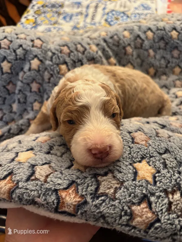 Clover – Miniature Bernedoodle puppy for sale in Travelers Rest, SC