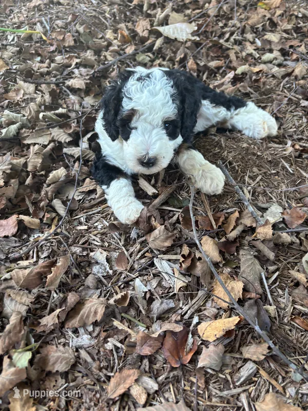Maggie – Miniature Bernedoodle puppy for sale in Travelers Rest, SC