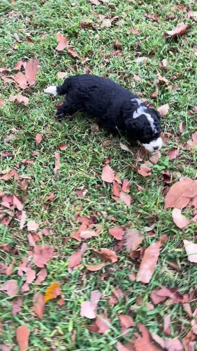 Clover, a male Miniature Bernedoodle for sale in Travelers Rest, SC – 2 of 2