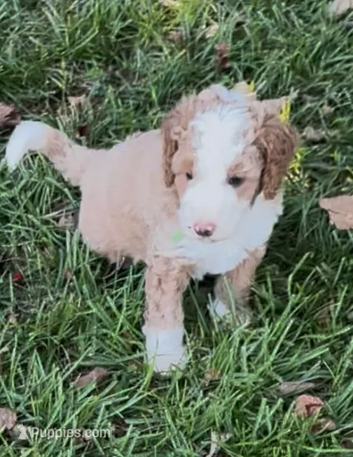 Dahlia – Miniature Bernedoodle puppy for sale in Travelers Rest, SC