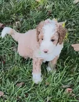 Dahlia, a female Miniature Bernedoodle for sale in Travelers Rest, SC – 1 of 2