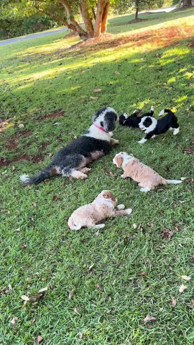 Dahlia, a female Miniature Bernedoodle for sale in Travelers Rest, SC – 2 of 2