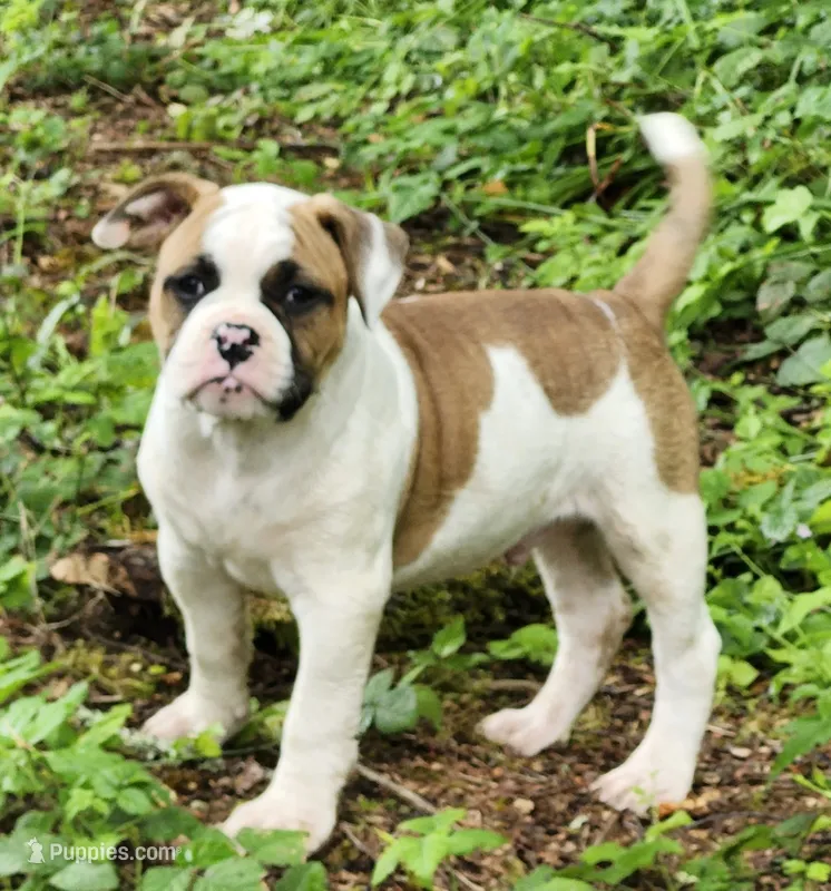 Bobby  – American Bulldog puppy for sale in Onalaska, WA