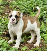Bobby , a male American Bulldog for sale in Onalaska, WA – 1 of 6