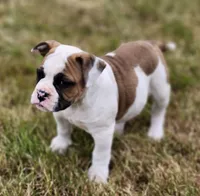 Bobby , a male American Bulldog for sale in Onalaska, WA – 3 of 6