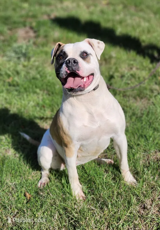Emerald Hills Penny – American Bulldog puppy for sale in Onalaska, WA