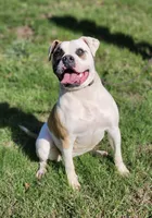 Emerald Hills Penny, a female American Bulldog for sale in Onalaska, WA – 1 of 4