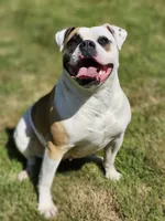 Emerald Hills Penny, a female American Bulldog for sale in Onalaska, WA – 4 of 4