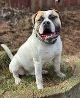 Bobby , a male American Bulldog for sale in Onalaska, WA – 5 of 6