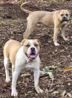 Bobby , a male American Bulldog for sale in Onalaska, WA – 6 of 6