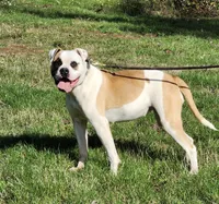 Emerald Hills Penny, a female American Bulldog for sale in Onalaska, WA – 2 of 4