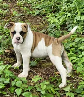 Bobby , a male American Bulldog for sale in Onalaska, WA – 2 of 6