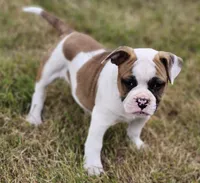 Bobby , a male American Bulldog for sale in Onalaska, WA – 4 of 6