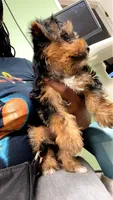 Teddy, a male Yorkshire Terrier for sale in Richmond City, VA – 2 of 2