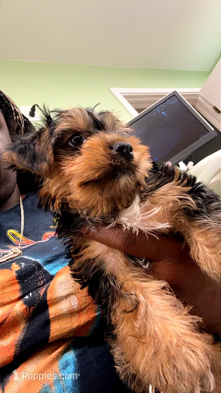 Teddy – Yorkshire Terrier puppy for sale in Richmond City, VA
