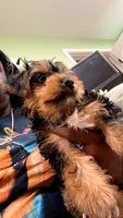 Teddy, a male Yorkshire Terrier for sale in Richmond City, VA – 1 of 2