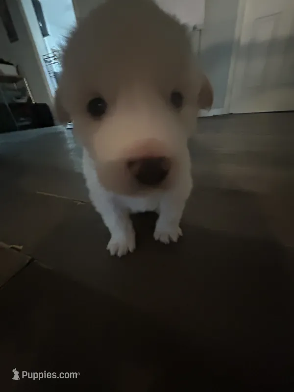 Clam  – Anatolian Shepherd Dog, Great Pyrenees puppy for sale in Warsaw, MO
