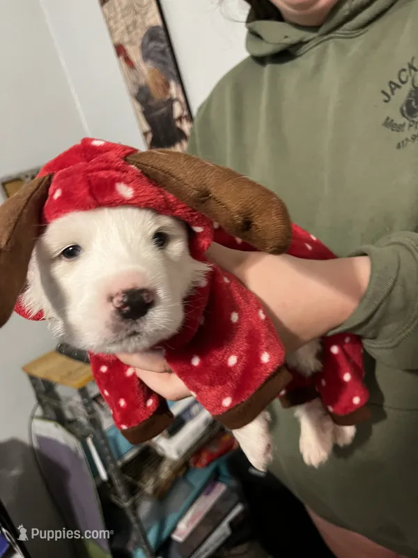 Chowder  – Anatolian Shepherd Dog, Great Pyrenees puppy for sale in Warsaw, MO