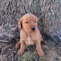 Mr. Black, a male Golden Irish for sale in Fairview, KS – Photo 3 of 4
