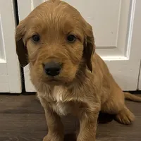 Mr. Black, a male Golden Irish for sale in Fairview, KS – Photo 2 of 4