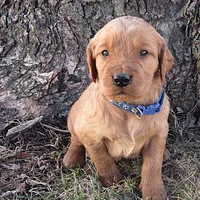 Mr. Blue, a male Golden Irish for sale in Fairview, KS – Photo 4 of 4