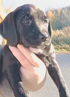 Female puppy - Labrador setter mix - Labrasetter /Setterdor, a female English Setter and Labrador Retriever for sale in Mohawk, NY – 2 of 7
