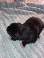 male puppy 1, a male English Setter and Labrador Retriever for sale in Mohawk, NY – 2 of 4