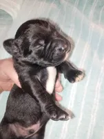 male puppy 1, a male English Setter and Labrador Retriever for sale in Mohawk, NY – 3 of 4