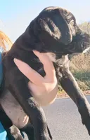 Female puppy - Labrador setter mix - Labrasetter /Setterdor, a female English Setter and Labrador Retriever for sale in Mohawk, NY – 3 of 7