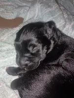 male puppy 1, a male English Setter and Labrador Retriever for sale in Mohawk, NY – 4 of 4